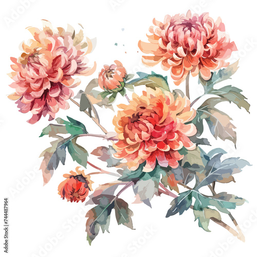 Watercolor illustration of chrysanthemum flowers