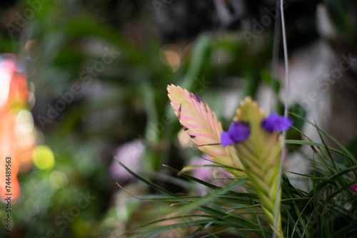 Tillandsia Cyanea will make the space redder, brighter, and more splendid. Therefore, Tillandsia Cyaneas are very suitable for indoor decoration, living room or exterior decoration photo