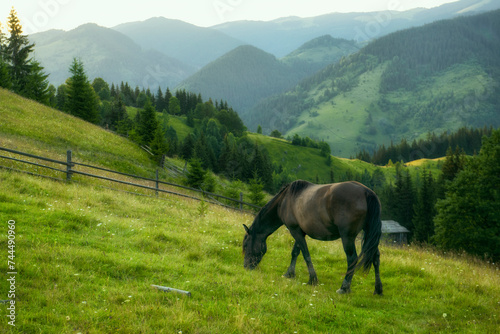A horse grazes on green meadows in the mountains. 