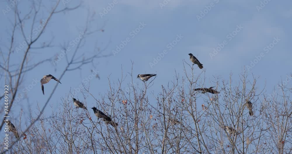A flock of crows perched on leafless tree branches against a clear sky A flock of crows perched on leafless tree branches against a clear sky