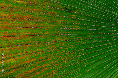 close-up of a palm leaf
