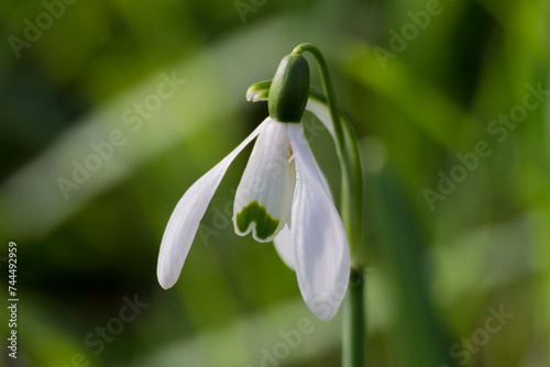 snowdrop, symbol of spring 4