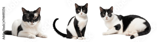 black and white cats isolated on transparent background