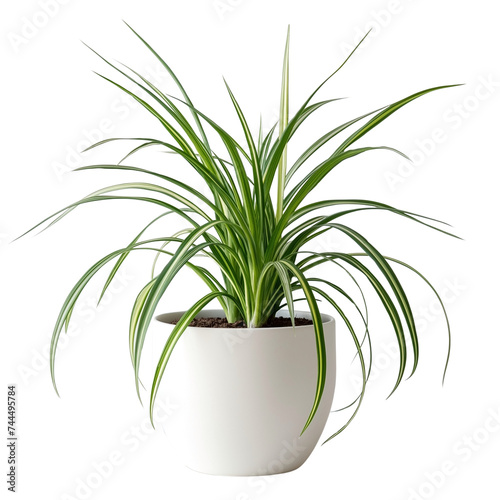 Spider Plant in a white Pot  Chlorophytum on transparent background