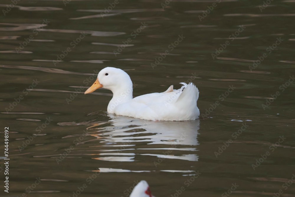 duck on the water duck on the water