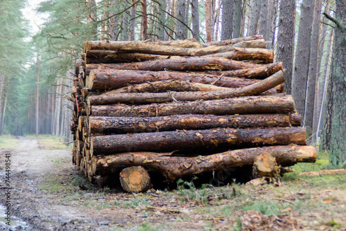 Wald Holz Brennholz Forst Forstweg Weg Wirtschaft
