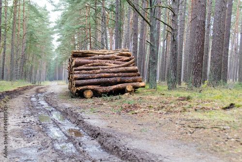 Weg Waldweg Forstwirtschaft Wald Fost Holz