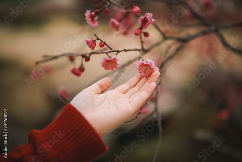 매화꽃