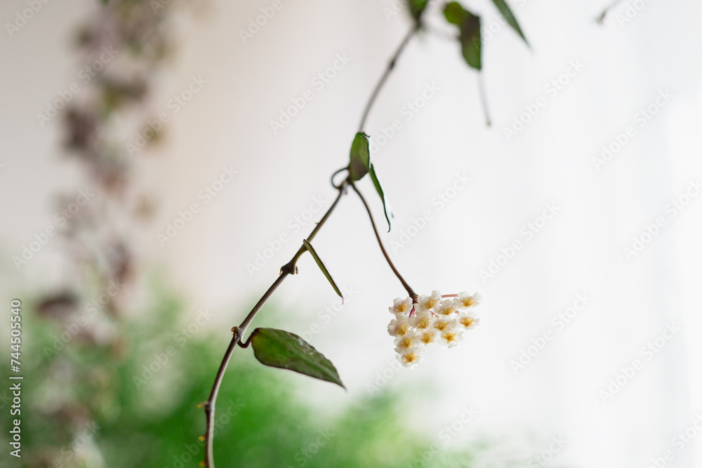 Hoya Krohniana Black Leaves Flower, Plant Care Hoya Krohniana Black Leaves Flower, Plant Care