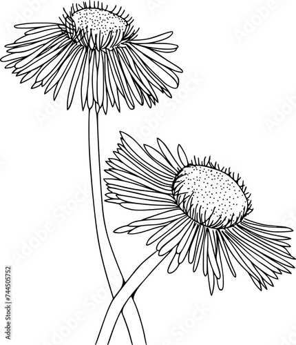 Botanical illustration of Fleabane or Erigeron flower. Hand drawn flower illustration. Black and white flower drawing on isolated background.