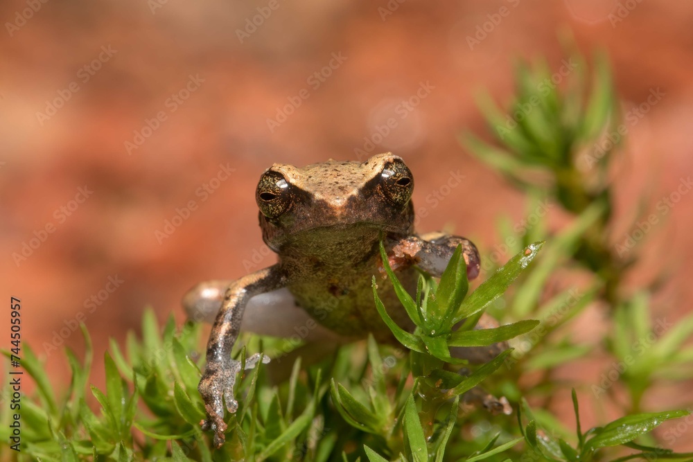Fototapeta premium Frogs of Munnar - Frogs of Kerala