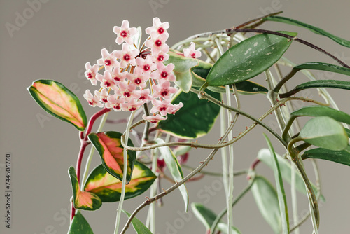Hoya Carnosa Krimson Queen Wax Plant Bloom photo