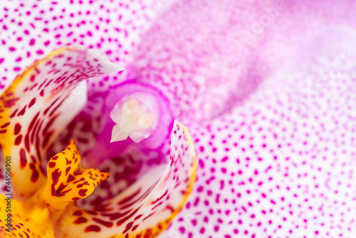 Pink with Dots Phalaenopsis Manhattan Orchid Macro photo