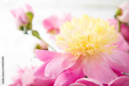 Peonies in bloom