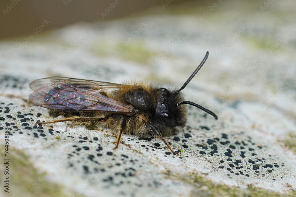 Closeup on a male Large Sallow Mining Bee, Andrena apicata sitting on the trunk of a tree Closeup on a male Large Sallow Mining Bee, Andrena apicata sitting on the trunk of a tree