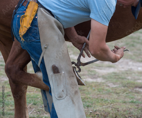 Close up of blacksmith or farrier working on horse hoof side view of farrier usung pinchers to cut hoof of horse for maintaining good feet or hoof health blacksmith wearing leather chaps or chinks