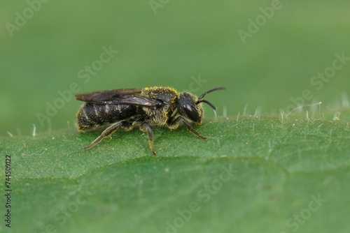 Closeup on the all black cleptoparasite little dark bee , Stelis breviuscula on a green leaf in the garden photo