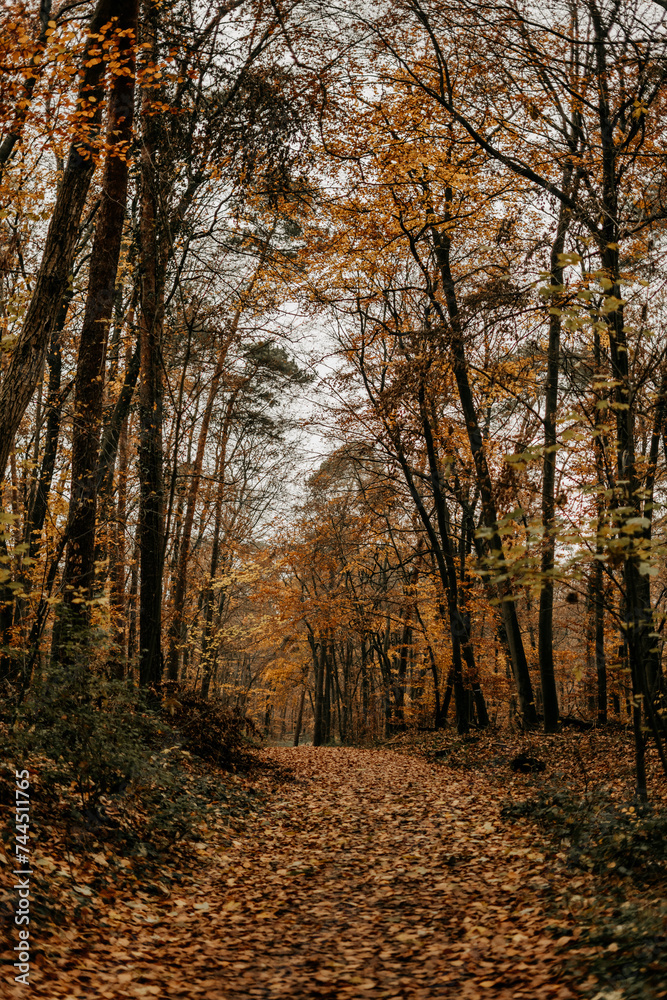 Herbstliche Stimmung in einem Wald
