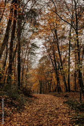 Herbstliche Stimmung in einem Wald © Simon