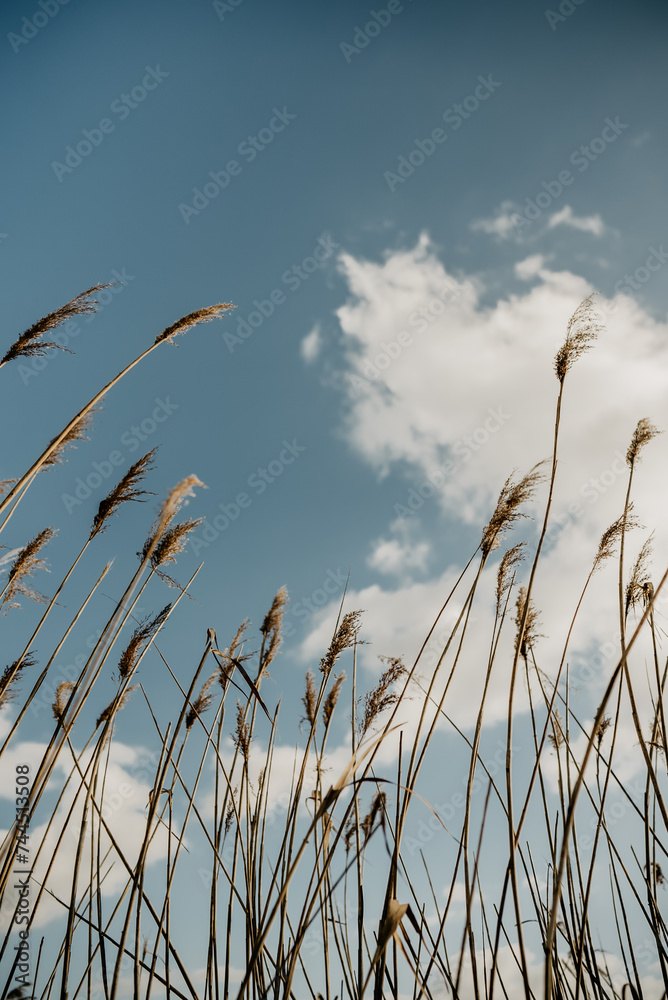 Obraz premium Beige Gräser ragen in den Himmel