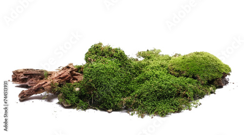 Green moss  on old rotten tree isolated on white background and texture	