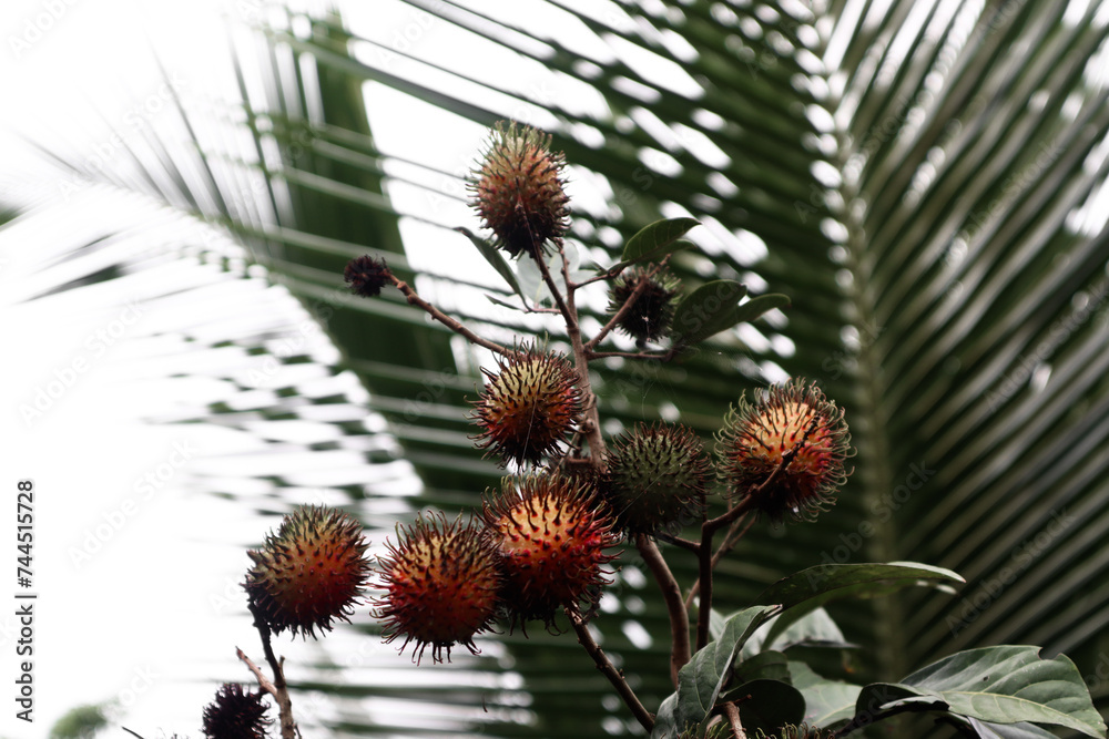 Selective Focus red rambutan on the tree, fresh fruit, colorful fruit. Selective Focus red rambutan on the tree, fresh fruit, colorful fruit.