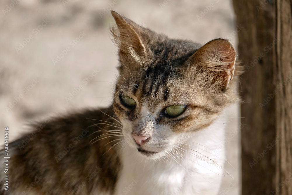 Portrait of an adorable tabby kitten in Zanzibar
