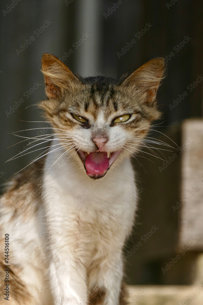 Portrait of an adorable tabby kitten in Zanzibar Portrait of an adorable tabby kitten in Zanzibar