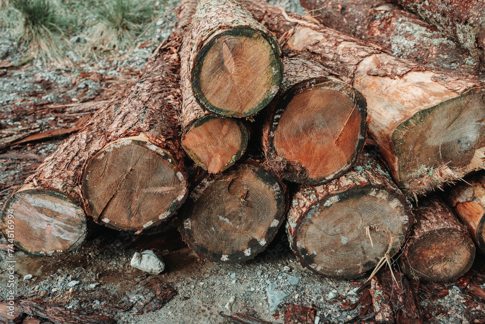 Close up of felled logs on the floor