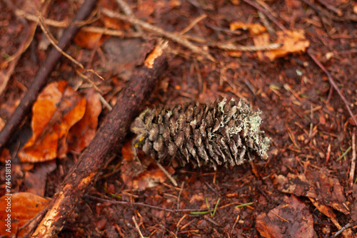 cone covered with moss on the ground in the forest