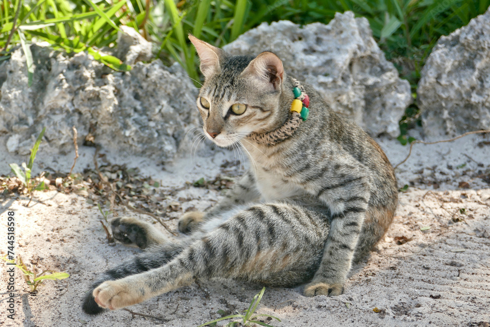 Portrait of an adorable tabby kitten in Zanzibar Portrait of an adorable tabby kitten in Zanzibar