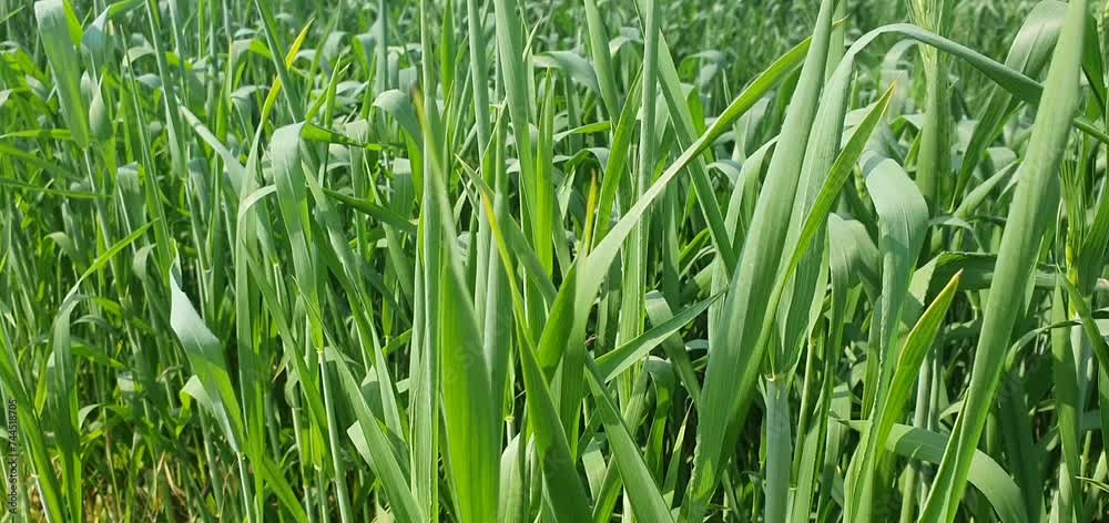 green grass background,green wheat field, green grass in the wind, field, grass, green, nature, landscape, sky, wheat, agriculture, blue, spring, meadow, summer, plant, lawn, farm, rural, crop, countr