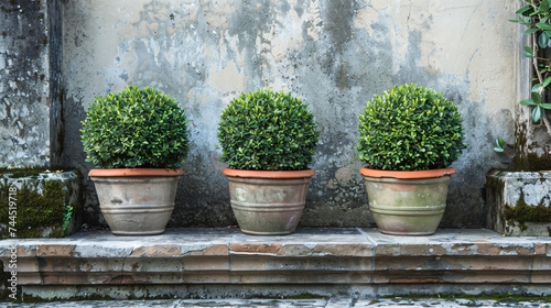 Boxwood used as architectural accents in outdoor spaces.
