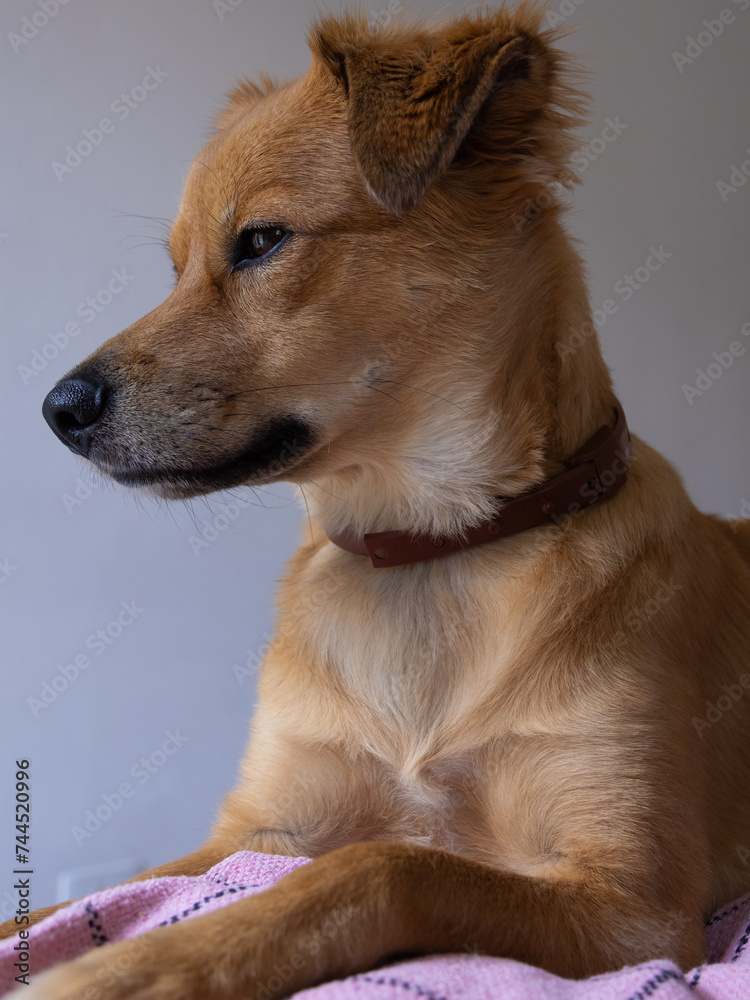 brazilian stray dog brazilian stray dog