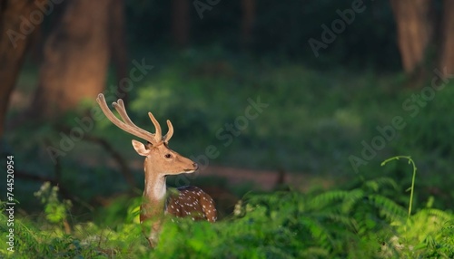 Chital or cheetal, Axis axis, spotted deers or axis deer in nature habitat. Bellow majestic powerful adult animals. © Ashlin Alexander