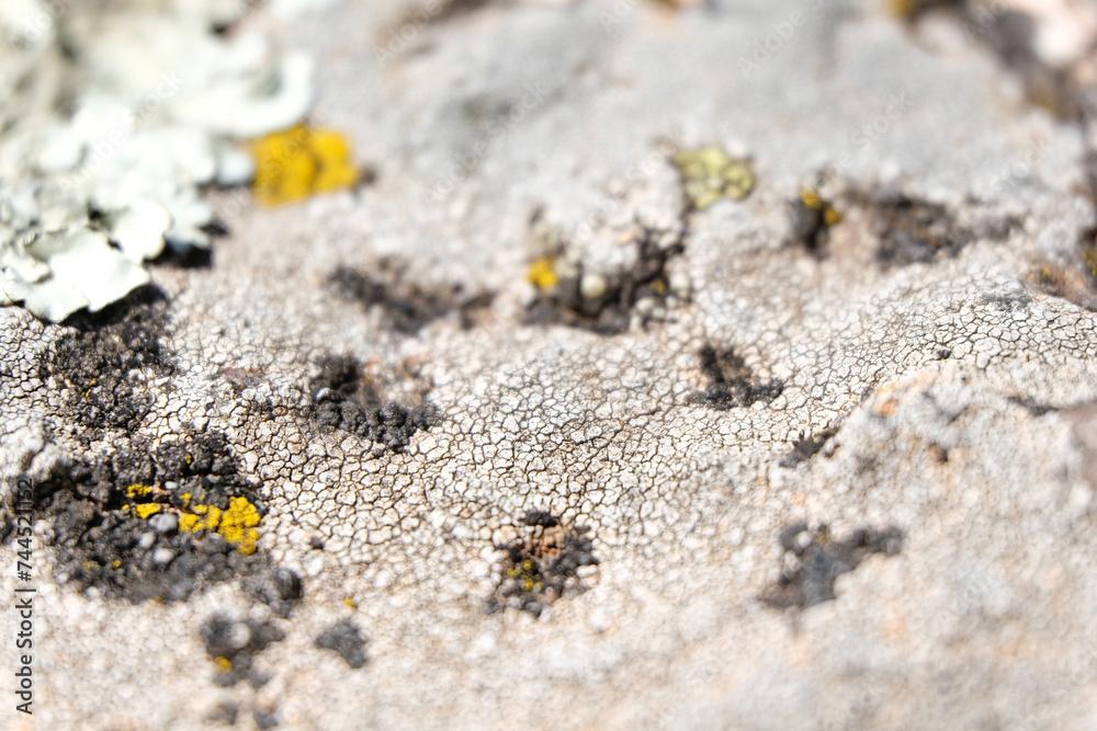 Dried Moss on a Rock Close-up Dried Moss on a Rock Close-up