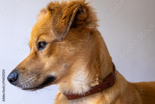 Caramel dog, Brazilian stray, friendly, docile, and well cared for