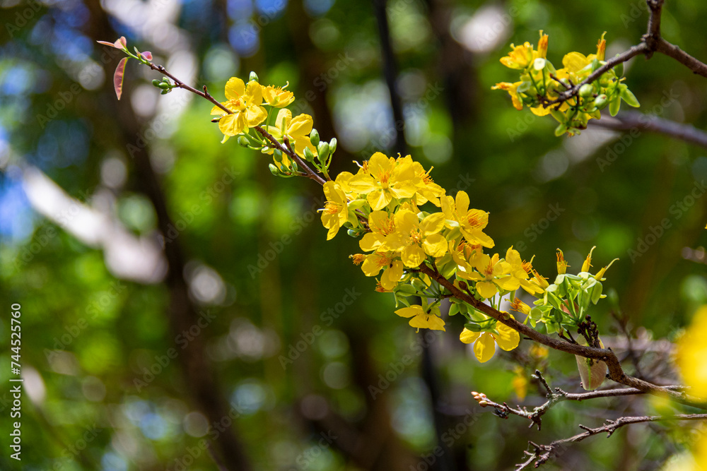 Apricot Blossom are in Ho Chi Minh city, Vietnam Apricot Blossom are in Ho Chi Minh city, Vietnam