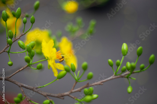 Ochna integerrima (Hoa Mai) tree with lucky money.bright yellow ochna integerrima flower,yellow hoa mai or ochna integerrima get bloom in the morning