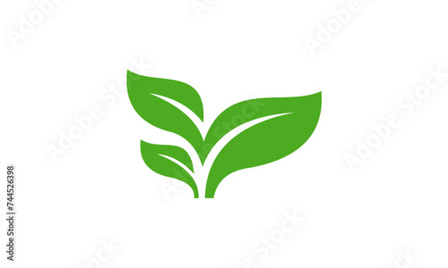 green plant isolated on white background