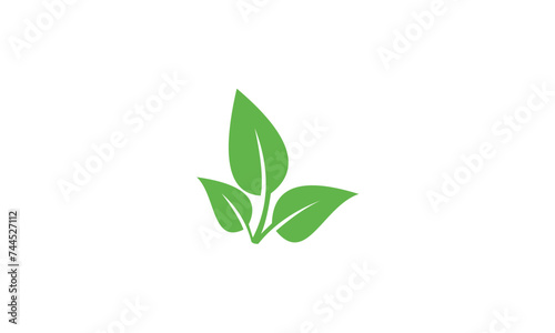 green plant isolated on white