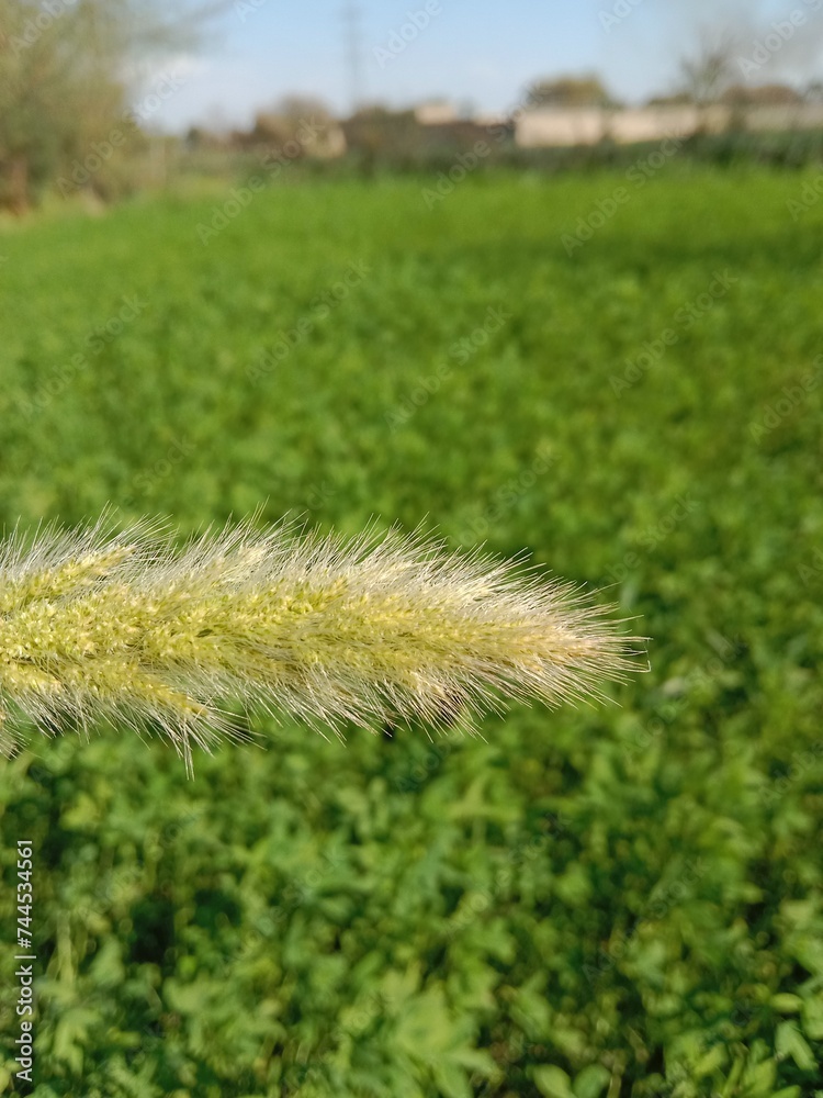 Head of the polypogon monspeliensis or head of the annual beard-grass or annual rabbitsfoot grass Head of the polypogon monspeliensis or head of the annual beard-grass or annual rabbitsfoot grass