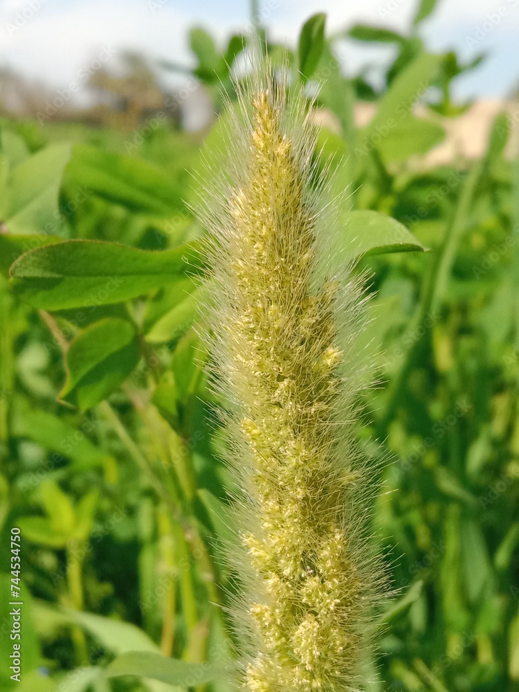 Head of the polypogon monspeliensis or head of the annual beard-grass or annual rabbitsfoot grass Head of the polypogon monspeliensis or head of the annual beard-grass or annual rabbitsfoot grass