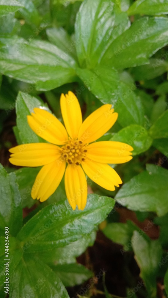 photos of plant flowers for the background photos of plant flowers for the background