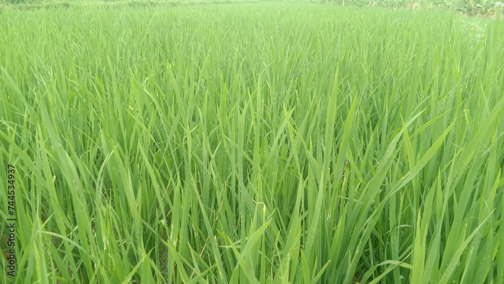 photo of green rice plants for the background photo of green rice plants for the background