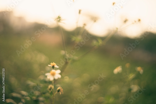 Pretty white petals of cosmos flowers blossom on green leaves and small bud in a field,Field of white petals Chamomile or Marguerite daisy flower in fallen season, green leaves on background,