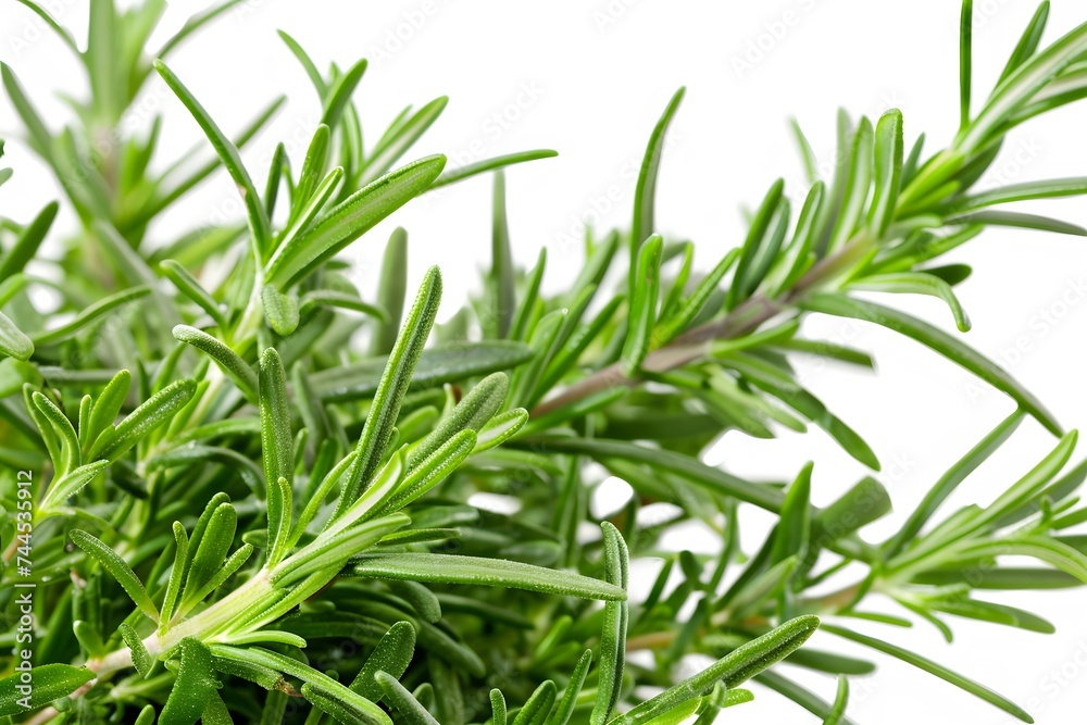 Isolated green leaves surrounded by white background with a touch of freshness, representing nature's vibrant foliage in spring Isolated green leaves surrounded by white background with a touch of freshness, representing nature's vibrant foliage in spring
