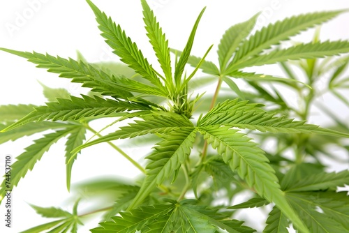 Isolated green leaves surrounded by white background with a touch of freshness, representing nature's vibrant foliage in spring