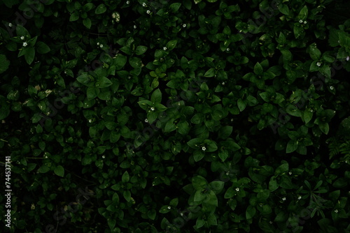 Obraz na płótnie leaves of Stellaria media, abstract green texture, nature background, tropical l