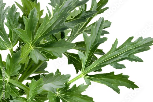 Isolated green leaves surrounded by white background with a touch of freshness, representing nature's vibrant foliage in spring